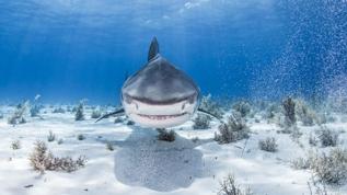 Gri hemşire köpekbalıkları kritik tehlike altında, ağlar çözüm değil