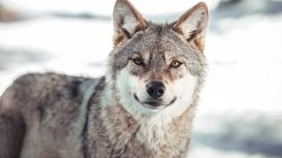 Köpeklerde sarkan kulakların sırrı! Evcilleştirme sendromu nedir?