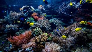 Mercan resifi koruması için yeni strateji! Bağlantılı sistemler daha güçlü