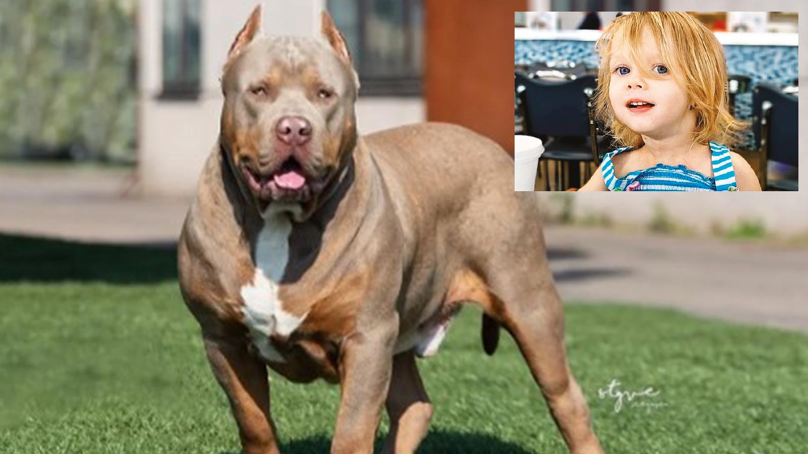 PItbull bebeği katletti... Ebeveynlere ölüm cezası uygulanabilir!