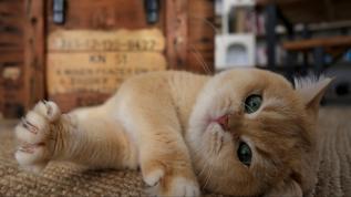 Araştırmacılar kedinizle bağ kurmanın sırrını buldu