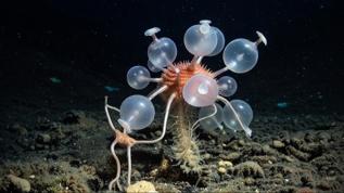 Derin denizde keşfedilen et yiyen sünger türü bilim insanlarını şaşırttı