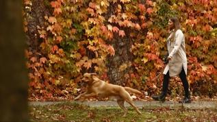 Veteriner açıklıyor: Köpekler neden yiyeceklerini gizli yerlere koyuyor?