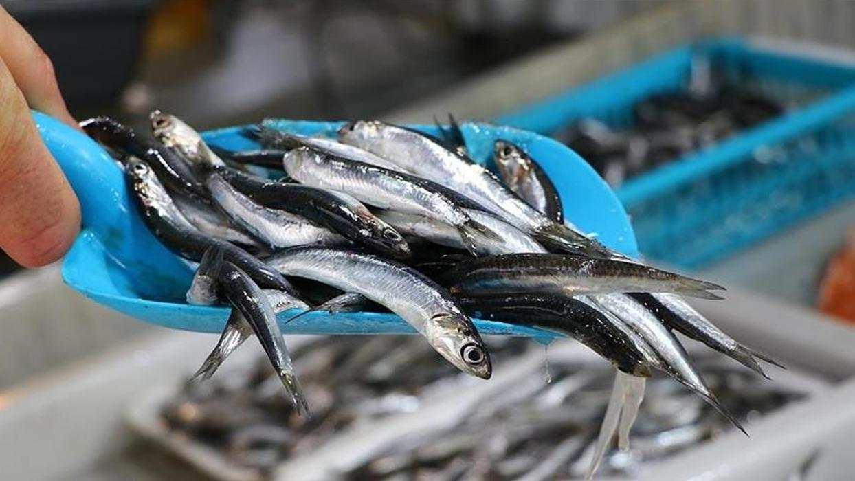 Türkiye'den ocak-kasım döneminde 14,4 milyon dolarlık hamsi ihraç edildi