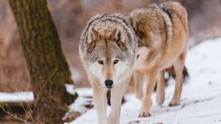 ABD'de kurt popülasyonu krizi