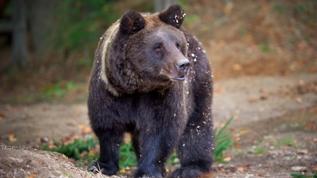 Ayılar şehir kapısında! Japonya'da beklenmedik tehlike