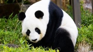 Çin gerginliği Japonya'yı pandalarından mahrum bırakıyor