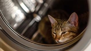 Çin'de kedisi çamaşır makinesinde yıkanan kadın şaşkına döndü