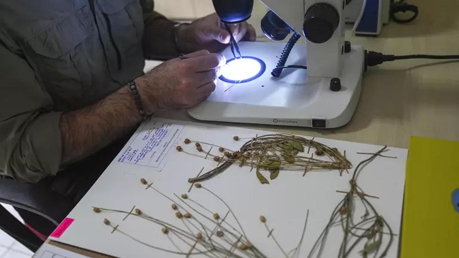 Emekli öğretmen Denizli'de yeni bitki türü keşfetti