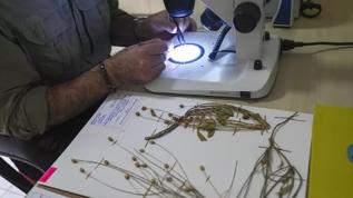 Emekli öğretmen Denizli'de yeni bitki türü keşfetti