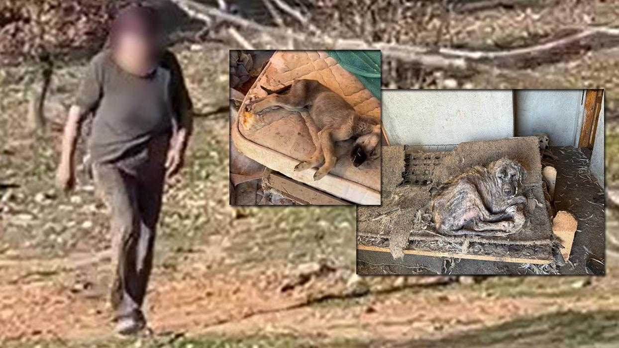 Hayvan sevgisi böyle istismar edildi! Köpeklerin açlıktan birbirlerini yedikleri ortaya çıktı