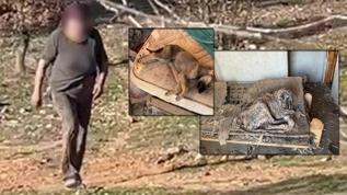 Hayvan sevgisi böyle istismar edildi! Köpeklerin açlıktan birbirlerini yedikleri ortaya çıktı