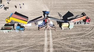 İklim değişikliğine karşı güçlü tohum