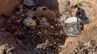 Sözde barınakta vahşet! Aç bırakılan köpekler birbirini yedi