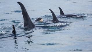 Yunuslar ve orkalar arasındaki gizli ittifak ortaya çıktı