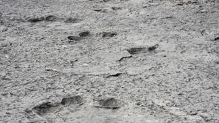 Bu bulgu bilim dünyasını şaşırttı! Binlerce keşfedildi