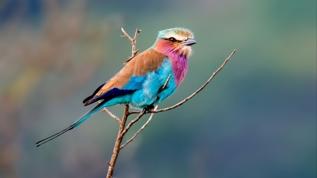 Bu küçük kuşlar neden binlerce kilometre yol alıyor? Kırlangıç göçünün ardındaki sır