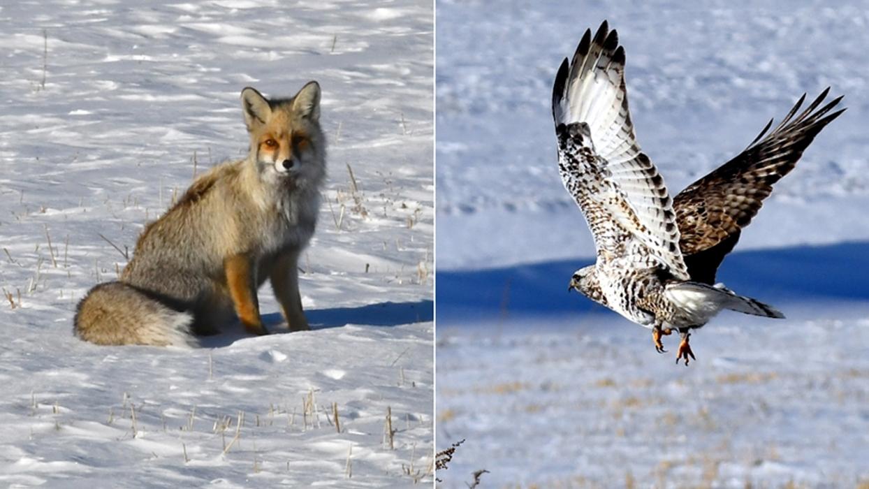 Kars'ta kızıl tilki ile nadir görülen paçalı şahin görüntülendi