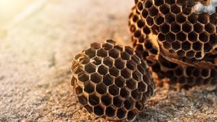 Kireçtaşı mağarasında arı fosilleri! İşte bilim insanlarını şaşırtan detaylar