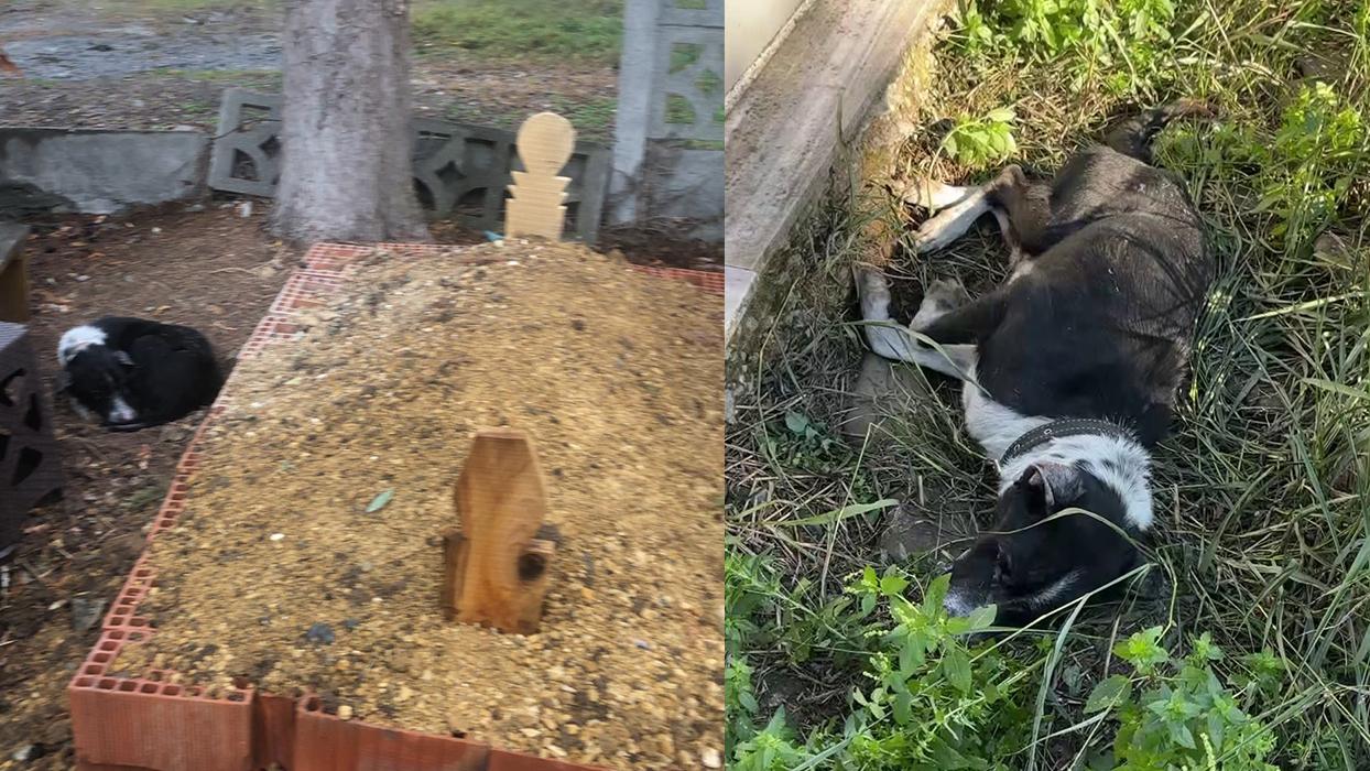 Sahibinin mezarından ayrılmıyor! Köpeğin vefası görenleri duygulandırdı