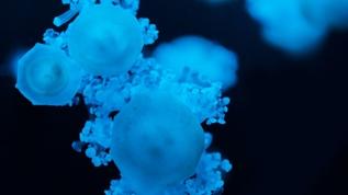 Migrionlar nedir? Bilim dünyasında yeni bir virüs iletim yolu bulundu