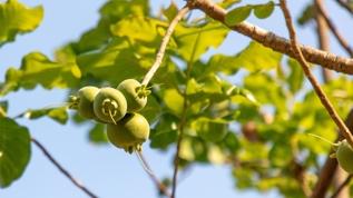 Ölüm ağacı mansinella ile ilgili bilmeniz gereken her şey