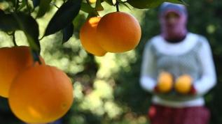 Portakal meyvesinin sağlığa faydaları nelerdir?