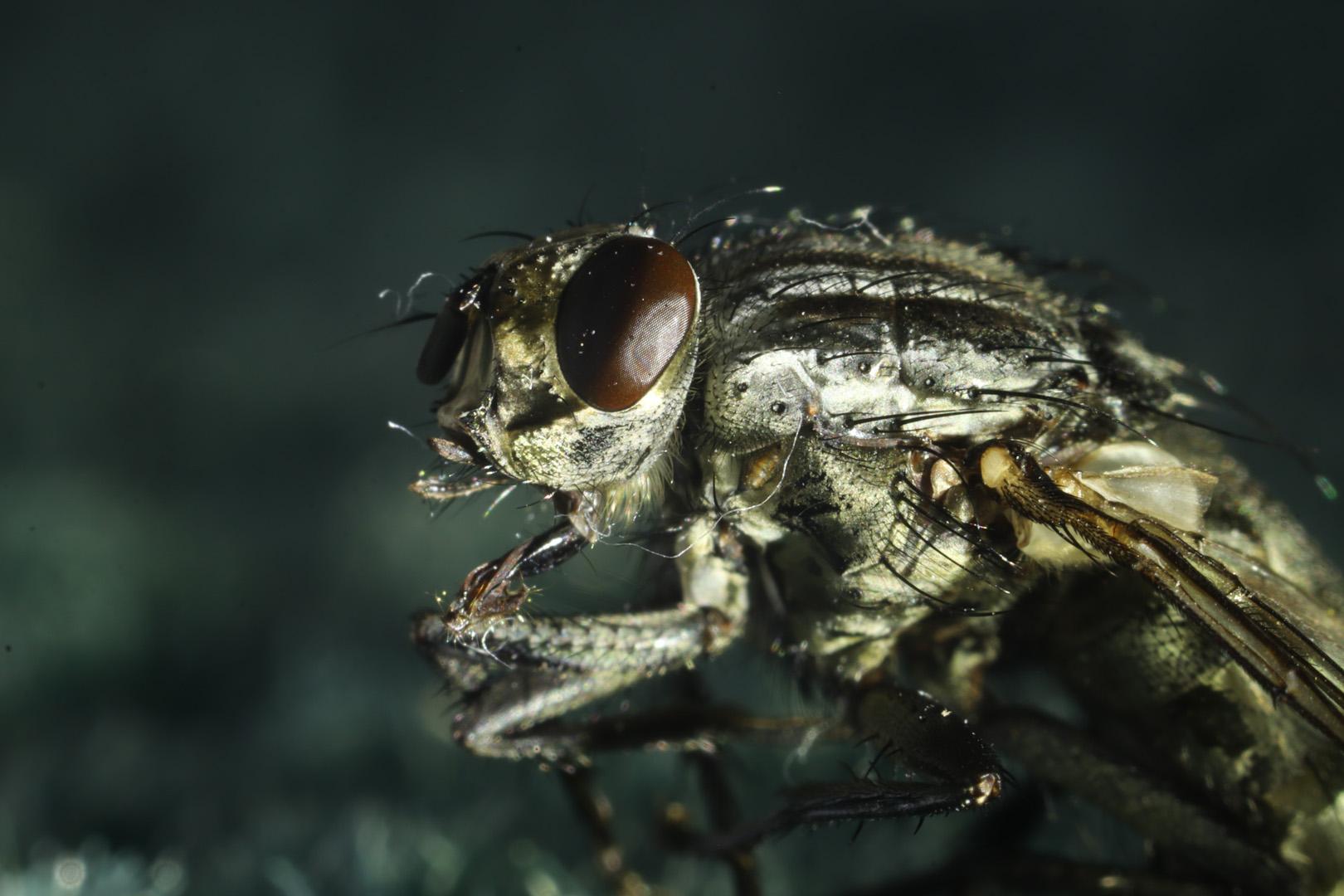 Veterinerleri alarma geçiren parazit! Etobur sinek saldırıları ölümcül olabiliyor