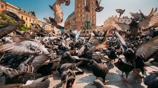 Bu haberi okuduktan sonra şehirdeki kuşlara bir daha aynı bakamayacaksınız!