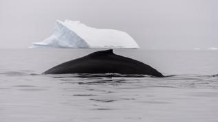 Drone teknolojisi Arktik balinalarında ölümcül virüs tespit etti