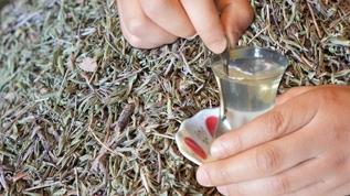 Kilosu 500 liradan satılıyor, bir tutamından 5-6 bardak çıkıyor! Şifa kaynağı doğal grip ilacı zahter çayına büyük ilgi