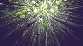 120 yılda bir çiçek açan bambu türü yok olma tehlikesiyle karşı karşıya