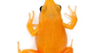 Brezilya'da keşfedilen yeni turuncu kurbağa türü bilim dünyasını heyecanlandırdı