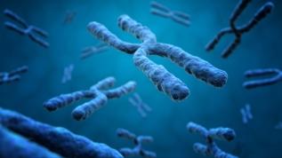 İnsan kromozomlarının 3D haritası bilim insanları tarafından çıkarıldı