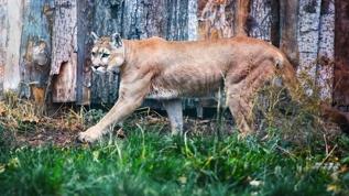 Pumalar penguen avlamaya başladı