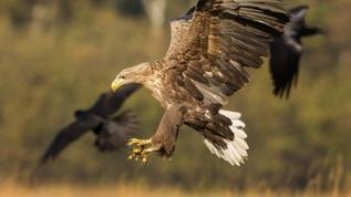 Beyaz kuyruklu kartalın dönüşü! 240 yıl sonra yeniden gökyüzünde