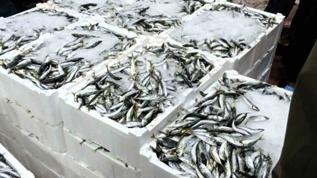 Boy sınırını aşamadılar: 615 kilo istavrite el konuldu