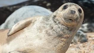 Buzlu okyanusların sakinleri! Fokların gizemli iletişim yöntemi
