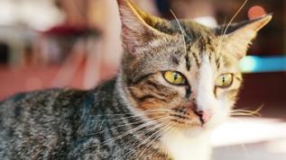 Kediler ne kadar süre yalnız bırakılabilir?