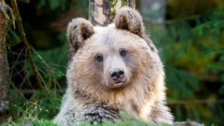 Sibirya'da 3.500 yıllık ayı bulundu, bilim insanları şaşkın