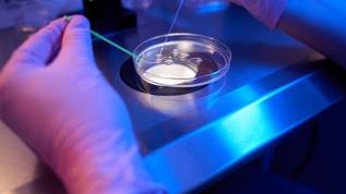 Süt proteininden biyolojik olarak parçalanabilir plastik geliştirildi