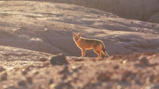 Afrika'nın en nadir etoburu Terefe'nin mucize kurtarılma hikayesi