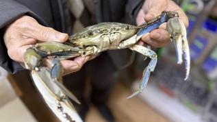 Balıkçıların ağına mavi yengeç takıldı