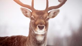 Geyiklerin parlayan işaretleri bilim insanlarını şaşırttı