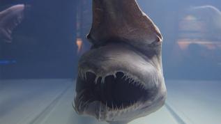 Goblin köpekbalığı rekor kıran hızlı çene mekanizmasıyla bilimi şaşırttı