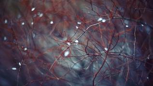 Kalp yaşlanmasını durduran sinir! Uluslararası çalışma vagus bağlantısını inceledi