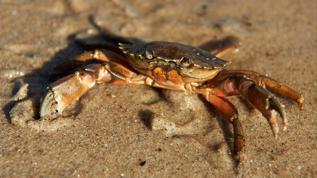 Yengeçler mikroplastik parçacıklarını parçalıyor