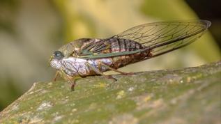Ağustos böceğinin kanatları tıbbi sensörlerin geleceğini değiştiriyor