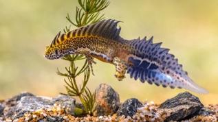 Bilim insanları dünya genelinde yeni türleri rekor hızda keşfediyor