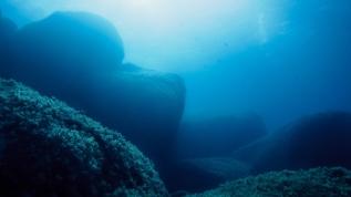 Derin okyanuslarda gizlenen dev Alicella gigantea keşfi şaşırttı